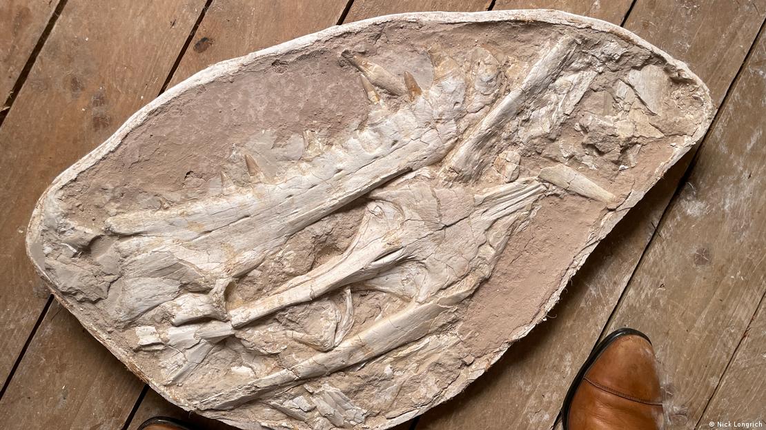 Encuentran fósil de lagarto marino con dientes en forma de daga